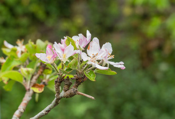 apple tree flowers malus domestica