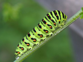 キアゲハの幼虫
