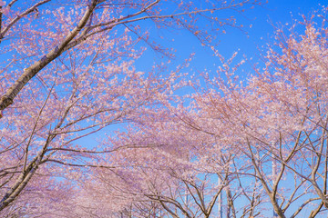 満開の桜と晴天の青空（調布飛行場）