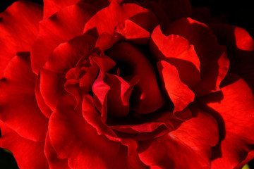 momento sublime entre la rosa, la luz y mi cámara 