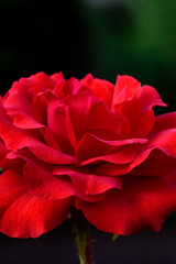 si quieres tener un protector de pantalla creo que este seria el ideal si te gustan las flores 