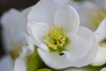 Fototapeta na wymiar Hermosa flor de cerezo blanco en macro destacando su forma y pistilos naturales de primavera.