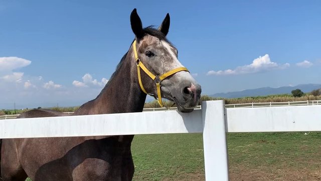 Beautiful young Dapple gray horse is looking from the fence or the stable. Farm Feeding. The concept of human-nature relations. Animal care. Holsteiner horse.