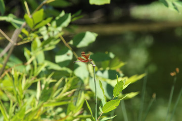 Halloween Pennant Dragonfly