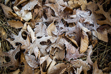 Frozen leaves