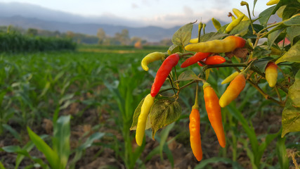 Chili plants in farmers' fields, it seems some have begun to be picked