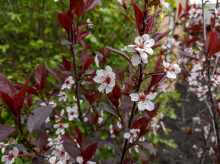 Red & White Flowers in the Garden