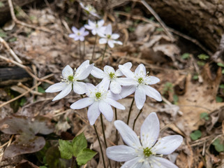 Hepatica with Raindrops in the Woods