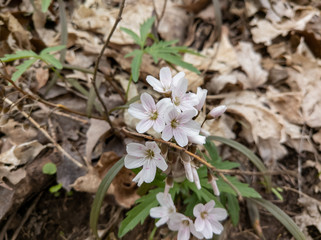 Spring Beauties in the Woods
