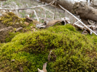Moss in the Woods