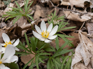 Bloodroot Flower in the Woods