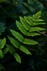Graceful Plant in the backyard after 