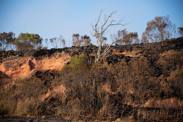 Burned in southern Brazil  05