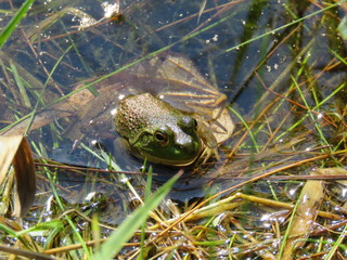 Bullfrog