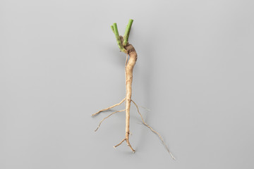 roots of tree no gray background. cause (a plant or cutting) to grow roots.