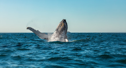 Humpback whale breaching in front of Julian Rocks in Byron Bay Australia