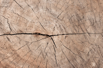 Brown wooden texture background. Real pattern surface of tree backdrop from nature. 