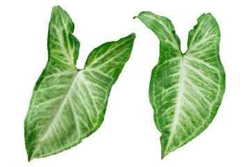 Creative Two Tropical jungle Monstera leaves isolated. Flat lay.