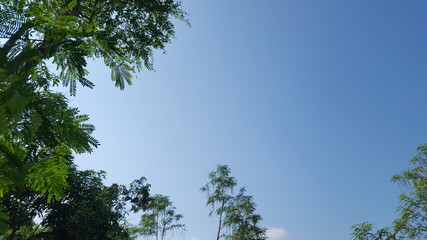 Various trees with shady branches with blue sky background