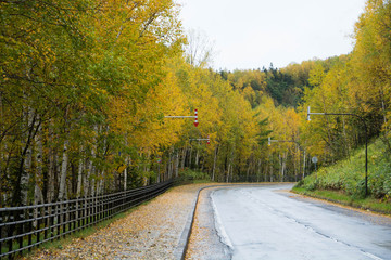 雨に濡れた山奥の道路