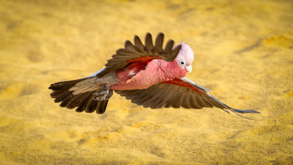 Galah in flight
