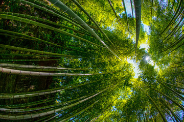Fototapeta na wymiar 竹林から覗く太陽