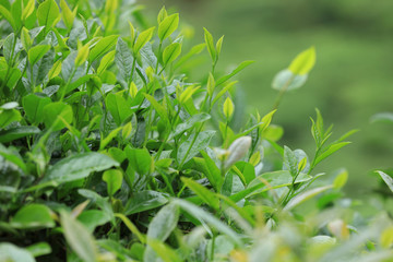 Green tea trees in spring mountains