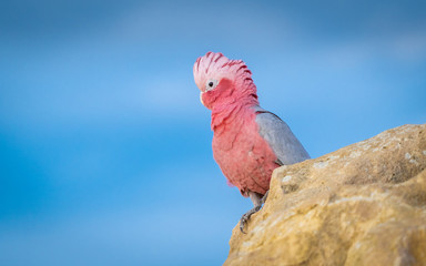 Galah