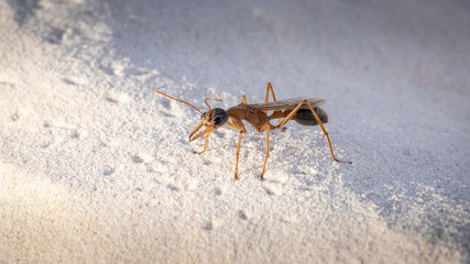 Ant
