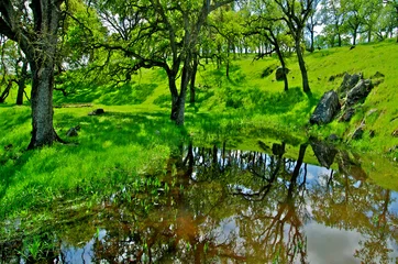 Fotobehang Oak trees reflected in pond, Telegraph Road, Calaveras County, California  © John Nakata