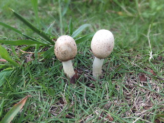 きのこカップル