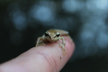 frog in hand