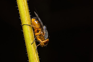 Orange fly
