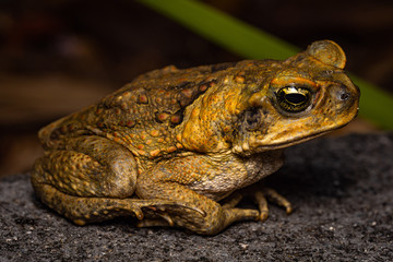cane toad