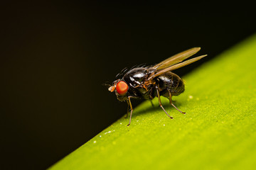 black fly