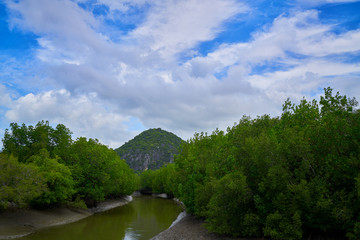 Fototapeta na wymiar mangrove trees with small pond and mountain with blue sky and cloud