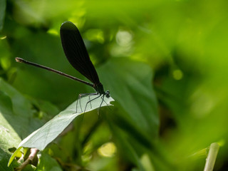 Atrocalopteryx atrata damself fly on a leaf 5
