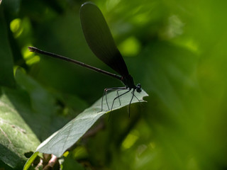 Atrocalopteryx atrata damself fly on a leaf 6
