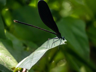 Atrocalopteryx atrata damself fly on a leaf 8