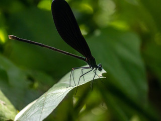 Atrocalopteryx atrata damself fly on a leaf 9