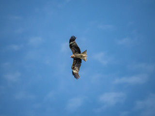 Black eared kite flying in blue skies.