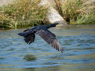 Japanese Temminck's cormorant over tama river 1