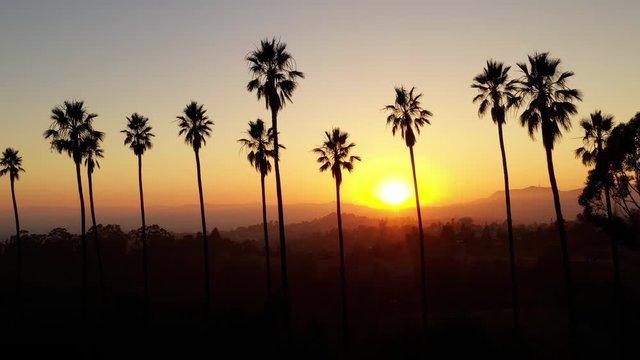 Aerial shot of a row of palm trees at Sunset