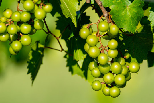 Bunch Of Green Scuppernong Grapes On Vine