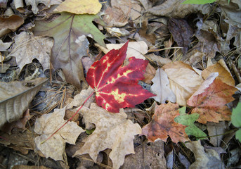 Fototapeta premium Maple leaf