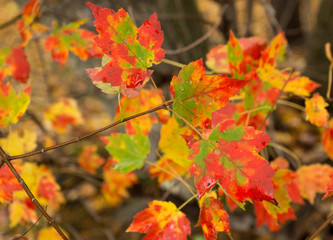 Maple Leaves