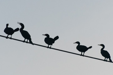 Cormorants on a Wire