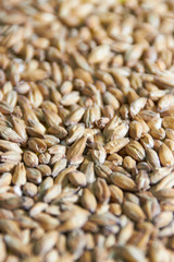 barley grains for background texture