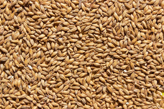 barley grains for background texture