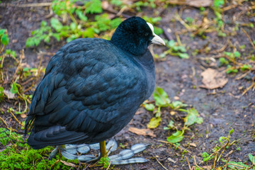 セント・ジェームズ・パークのかわいいカモ